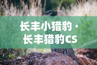【重大消息】“如何在微乐斗地主打牌赢	”(果然有透视挂)